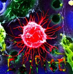 Edifice : By Night & Negligence